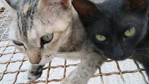 Black cat and her mother