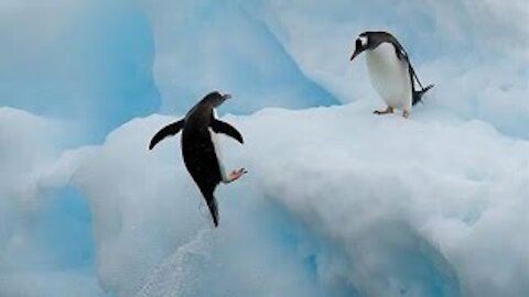 Top 10 Most Funny Penguin Videos EVER