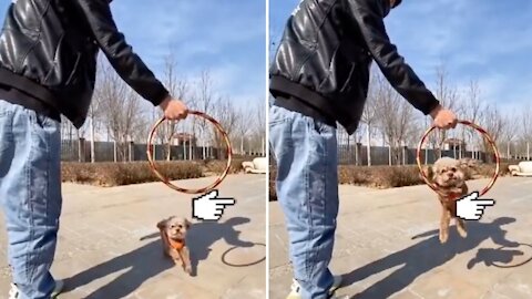 Talented Cute Dog Jumps Through Tiny Hoop | Poodle Training