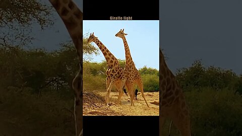 giraffe fights😲😲 #animals #shortfeed #wild #ytshorts