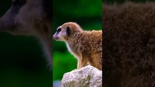 Cute Curious Meerkat