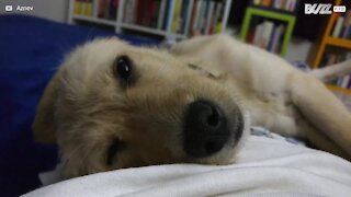 Ce chien montre le blanc de ses yeux pendant son sommeil