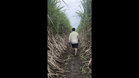 Visiting sugarcane farm