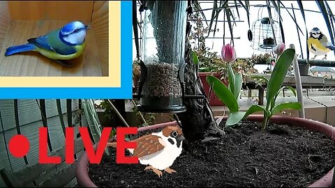 🚨LIVE🏴󠁧󠁢󠁥󠁮󠁧󠁿Bird Nest Box & Balcony Garden - Blue Tits & Sparrows Visit Throughout Day