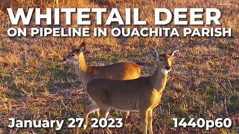 Whitetail Deer on Pipeline in Ouachita Parish | January 27, 2023