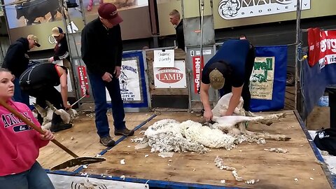 2023 Black Hills Stock Show Rapid City Shearing Contest