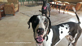 Funny Bouncing Great Dane Photo Video Bomber