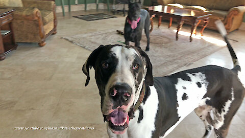 Funny Bouncing Great Dane Photo Video Bomber