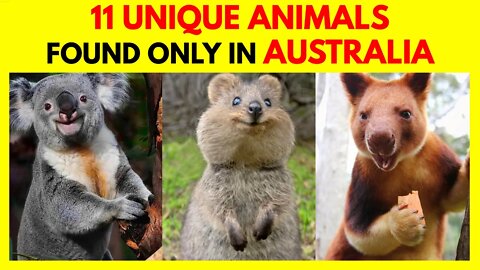 11 Unique Animals Found Only In Australia