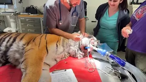 19 year old Priya Tiger Vet Exam 03 09 2023