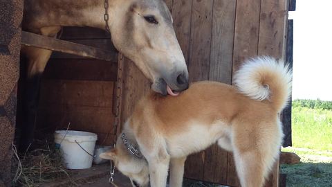 Horse and dog share tender friendship