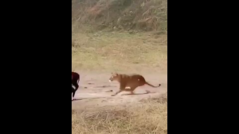 Lioness Dangerous Attack