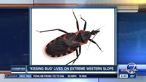 What you need to know about the 'kissing bug' in Colorado