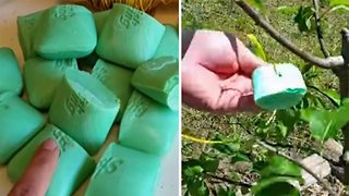 This Is Why You Should Put Irish Spring Soap In Your Garden! | Health and Nutrition Channel
