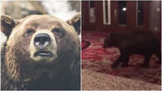 Orso invade l'hotel di 'Shining' in Colorado