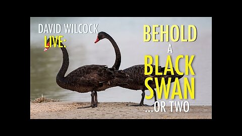 David Wilcock LIVE: Behold a Black Swan... Or Two!