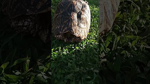 Tortoise is hiding inside her shell.