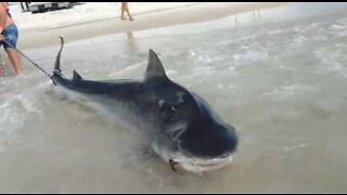 Huge tiger shark captured by fishermen