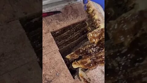 Bee hive takes over this house's floor