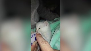 Selfish Kitten Takes Food Way Too Seriously