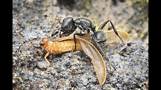 Ants vs Termites