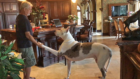 Talented Great Danes Ask for Dog Treats