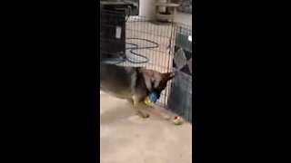 Adorable dog likes to play soccer with tennis ball!