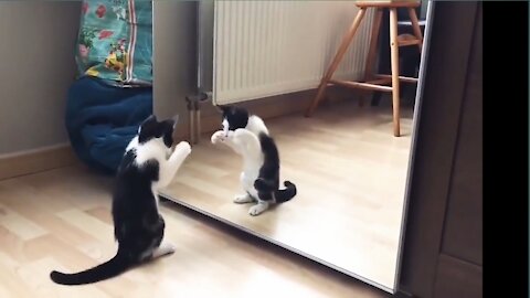 Fanny cat and Mirror video