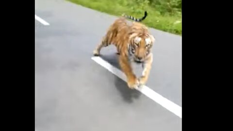 tiger chases a man on a motorcycle.