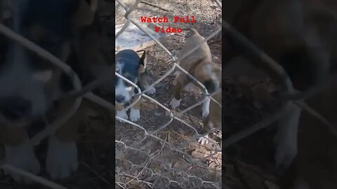 Arkansas Dog Rescue Saving Discarded Pups!