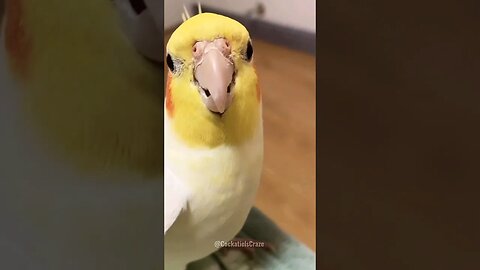 Cute Cockatiel Funny Moments 😄 #featheredfriends