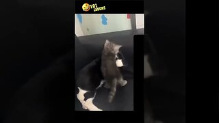 Funny Cats Compilation Fails Cute Cats | #shorts #funny #funnyvideo #funnydogs #funnycats