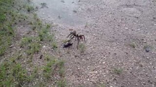 Tarântula tenta lutar contra vespa-caçadora