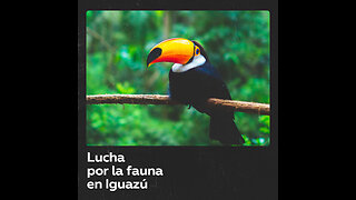 Rescatistas luchan por proteger y rehabilitar animales en Iguazú