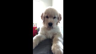 Puppy has priceless reaction to his own video image
