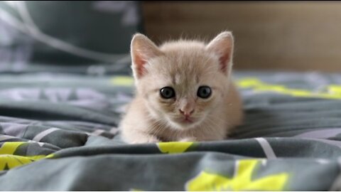 Scottish kitten playing on the bed