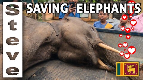Saving a Sick Elephant - WAS the CURFEW a LIE? 🇱🇰