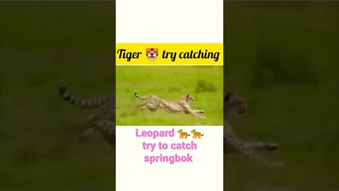 Leopard try to catch springbok • #shorts #youtubeshorts