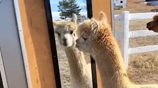 Alpaca confusa não entende espelho