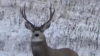 Mule deer stalk, deer footage and a close encounter.