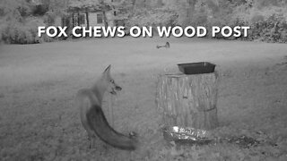 Fox Chews On Wood Post