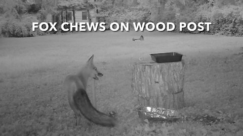 Fox Chews On Wood Post