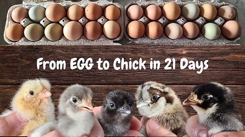 From Egg to Chick in 21 Days