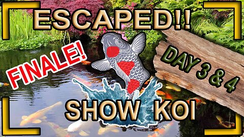 Its now or never (eventually later) to catch escaped show koi