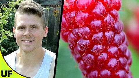 Tayberry Growing, Plant, Taste Test | Unusual Foods