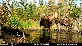 Moose in my pond