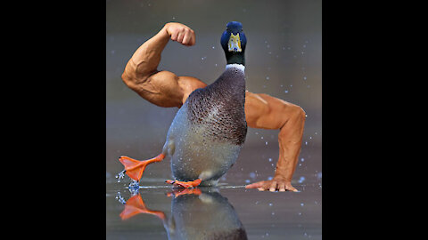 This Duck Called "Long Boi" gets muscle more than a champion by training.