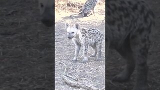Inquisitive Hyena Puppy #wildlife #animal
