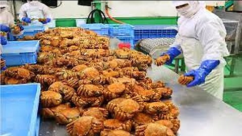 Awesome Hairy Crab Catching Deep Sea - Hairy Crab Processing in Factory - Crab fishing in Japan sea