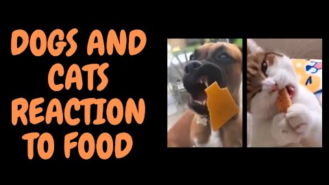 Dogs and cats react to food 🤣